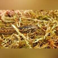 נחש מסוג הריסון פורד. | FP PHOTO / EDGAR LEHR PRESS / EDGAR LEHR