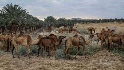 גמלים ליד חוף קליה, החוף הצפוני של ים המלח. | Jamal Awad/Flash90