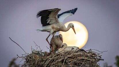 חסידות. | מאור קינסבורסקי, פלאש 90