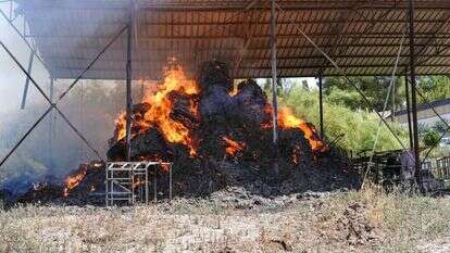 שרפת מתבן בכדורי. | אנצ'ו גוש, ג'יני