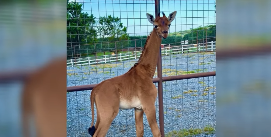 גורת הג'ירף ללא הכתמים. | מסך מיוטיוב גורת הג'ירף ללא הכתמים. | מסך מיוטיוב