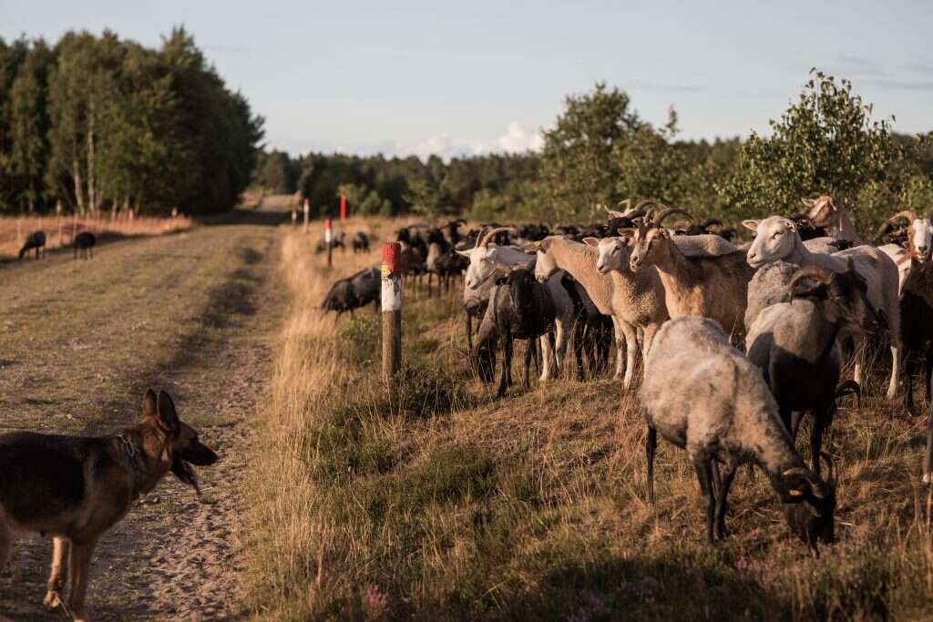 איחוד גרמניה הביא לצמיחת אוכלוסיית הזאבים. כלבי רעייה מגוננים על העד. | אימן הלאל, הוושינגטון פוסט