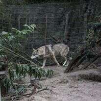 אימן הלאל, הוושינגטון פוסט