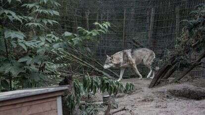 אימן הלאל, הוושינגטון פוסט