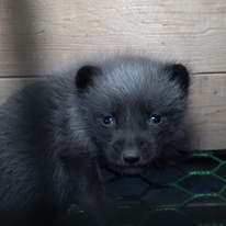 שועל בחוות גידול בפינלנד | מיוטיוב
