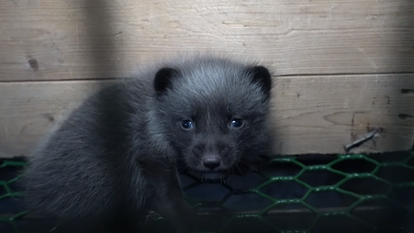 שועל בחוות גידול בפינלנד | מיוטיוב שועל בחוות גידול בפינלנד | מיוטיוב