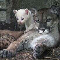 גור הפומה עם אימו. | OSWALDO RIVAS AFP