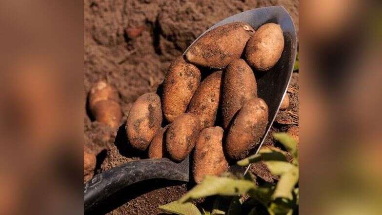 תפוחי אדמה | Rajah Bose, הוושינגטון פוסט תפוחי אדמה | Rajah Bose, הוושינגטון פוסט