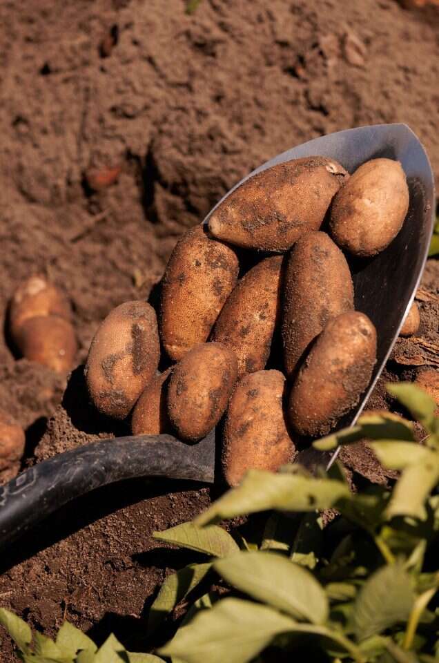 תפוחי אדמה | Rajah Bose, הוושינגטון פוסט