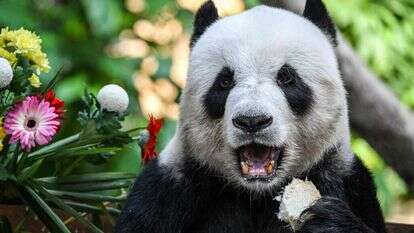 דוב פנדה במלזיה. | Mohd RASFAN / AFP