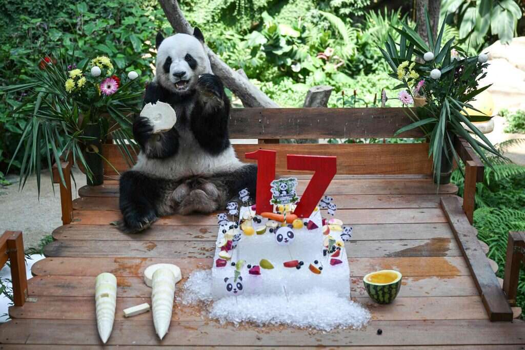 דוב פנדה חוגג יום-הולדת 17 במלזיה. | Mohd RASFAN / AFP