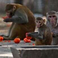 קופי מקוק בניו-דלהי, הודו. | Arun SANKAR / AFP