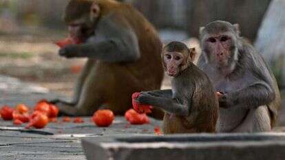 קופי מקוק בניו-דלהי, הודו. | Arun SANKAR / AFP