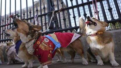 כלבי הקורגי מחוץ לארמון בקינגהאם באנגליה. | Alastair Grant, AP