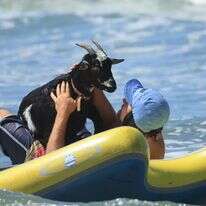 עזים גולשות. | דיוויד סוונסון / AFP