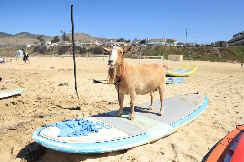 עזים גולשות. | דיוויד סוונסון / AFP