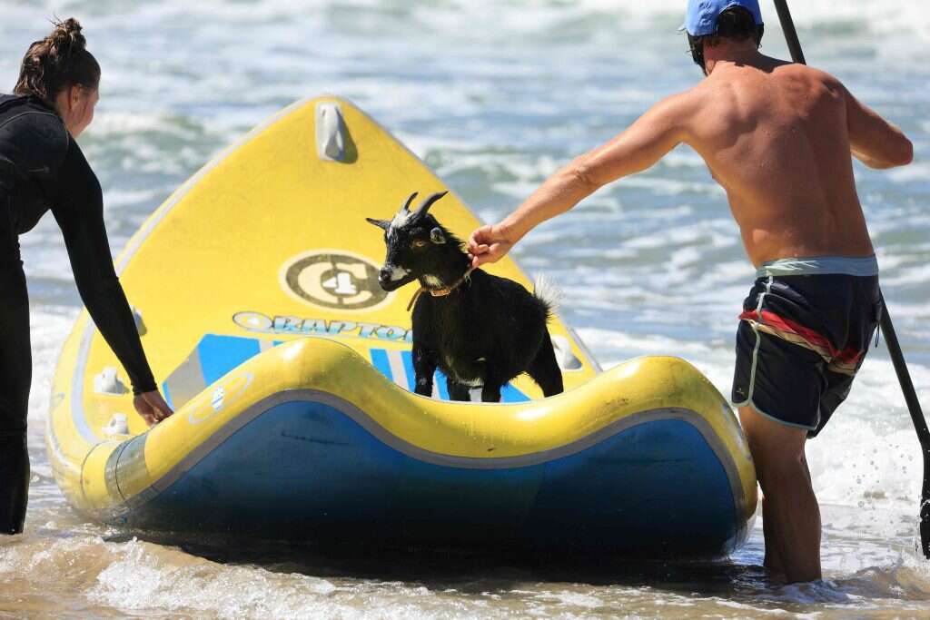 עזים גולשות. | דיוויד סוונסון / AFP