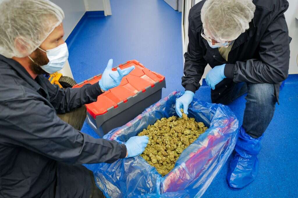 בישראל נעשית עבודה יוצאת דופן בתחום הקנאביס הרפואי. מפעל במושב קשת. | מיכאל גלעדי, פלאש 90