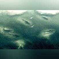 להקת כרישים סמוך לחופי אוסטרליה. | Sarah Marshall, AP