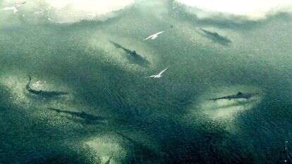 להקת כרישים סמוך לחופי אוסטרליה. | Sarah Marshall, AP