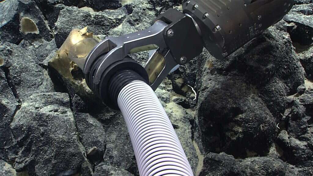 הממצא המוזהב בקרקעית האוקיינוס. | Handout NOAA Ocean Exploration, Seascape Alaska AFP 2