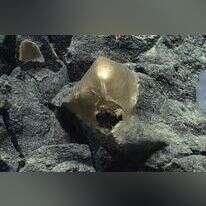 הממצא המוזהב בקרקעית האוקיינוס. | Handout NOAA Ocean Exploration, Seascape Alaska AFP 2