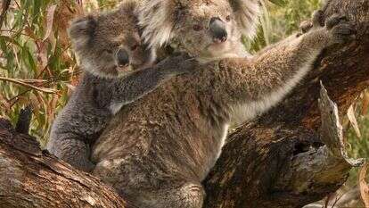 דוב קואלה וגור. | By Benjamint444 - Own work, CC BY-SA 3.0