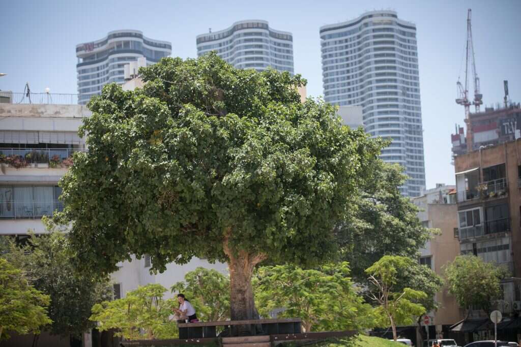 מרים אלסטר/פלאש 90