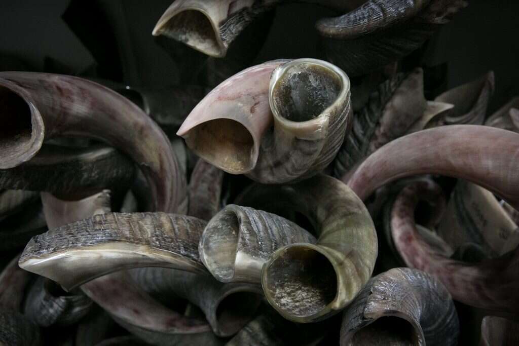 מרים אלסטר/פלאש90