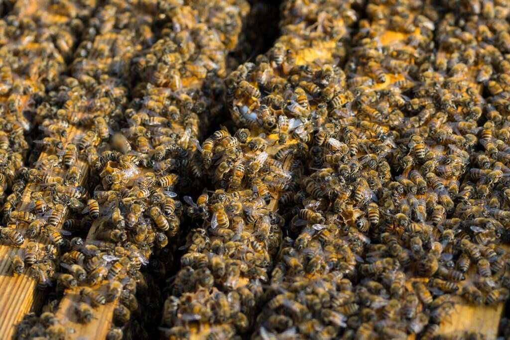 דבורי דבש בפעולה. | לירון מולדובן