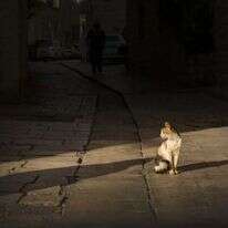 דוד כהן/פלאש90 דוד כהן/פלאש90