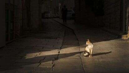 דוד כהן/פלאש90 דוד כהן/פלאש90