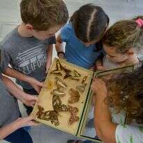 מוזיאון הטבע עש שטיינהרדט. | שי בן אפרים