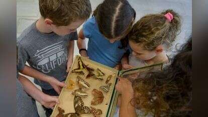 מוזיאון הטבע עש שטיינהרדט. | שי בן אפרים