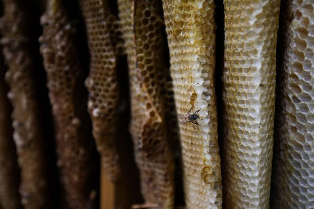 דבש. | נתי שוחט/פלאש 90