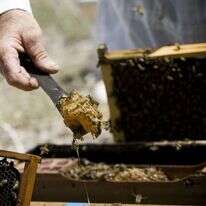 דבוראי במכוורת. אילוסטרציה. | איי.אף.פי