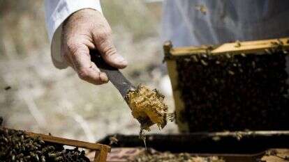 דבוראי במכוורת. אילוסטרציה. | איי.אף.פי