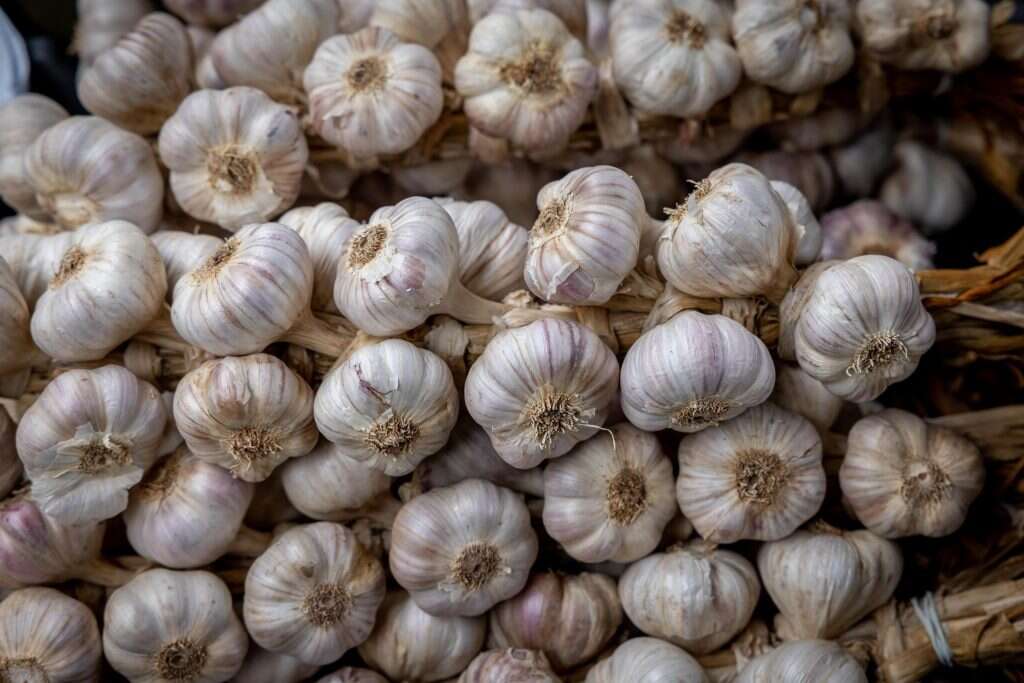 שום. | נתי שוחט/פלאש 90