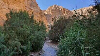 עין בוקק. | check inout