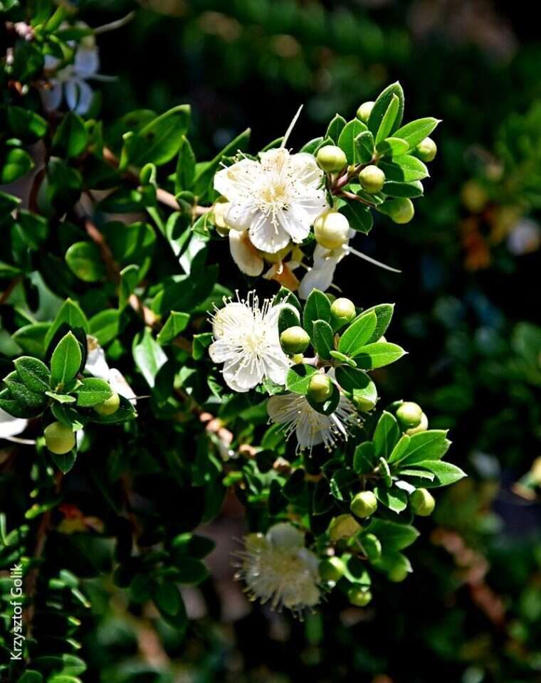 הדס מצוי. | Kyrzysztof Golik