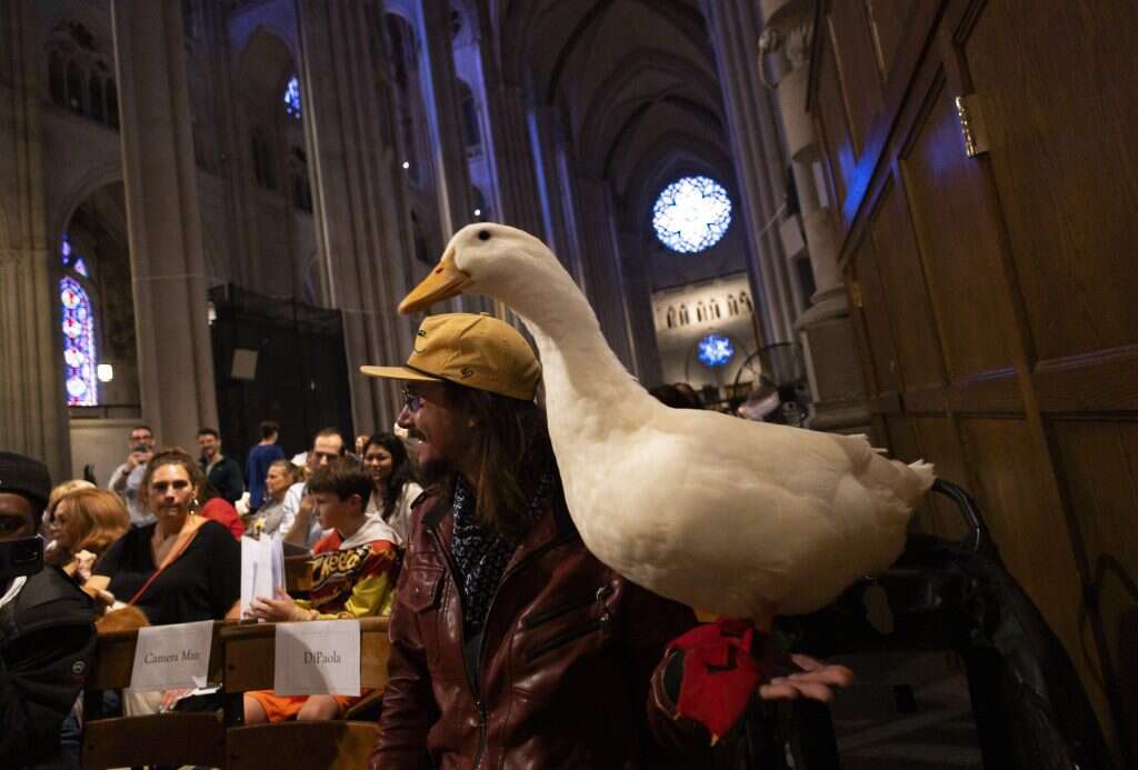 בעלי חיים בקתדרלה בניו יורק. | EPA/JUSTIN LANE