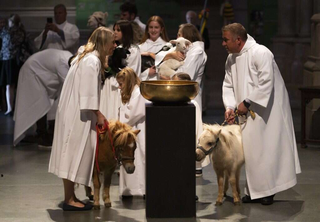 בעלי חיים בקתדרלה בניו יורק. | EPA/JUSTIN LANE