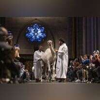 בעלי חיים בקתדרלה בניו יורק. | EPA/JUSTIN LANE