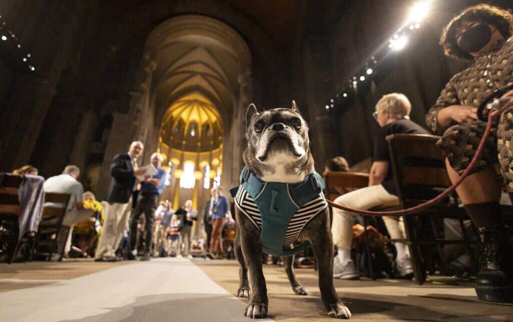 בעלי חיים בקתדרלה בניו יורק. | EPA/JUSTIN LANE