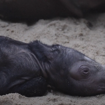 גורת הקרנף. | מסך מיוטיוב / AFP