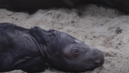 גורת הקרנף. | מסך מיוטיוב / AFP גורת הקרנף. | מסך מיוטיוב / AFP