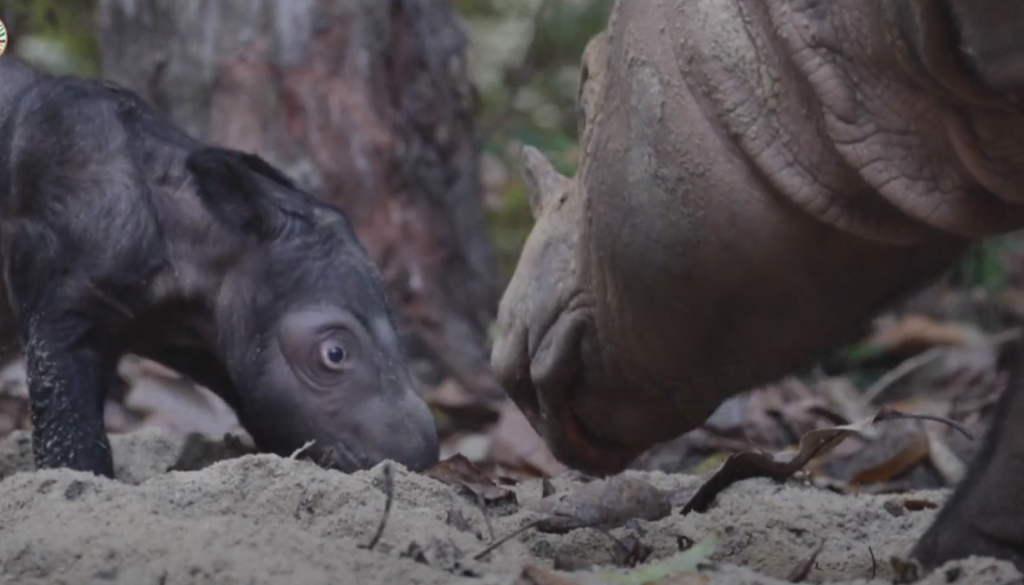גורת הקרנף. | מסך מיוטיוב / AFP גורת הקרנף. | מסך מיוטיוב / AFP
