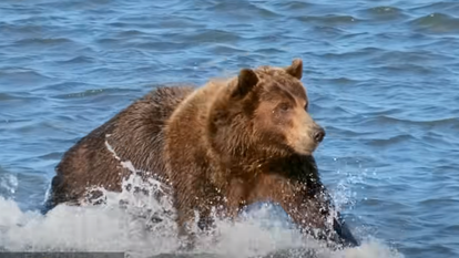 דוב גריזלי, אילוסטרציה | מסך מיוטיוב דוב גריזלי, אילוסטרציה | מסך מיוטיוב