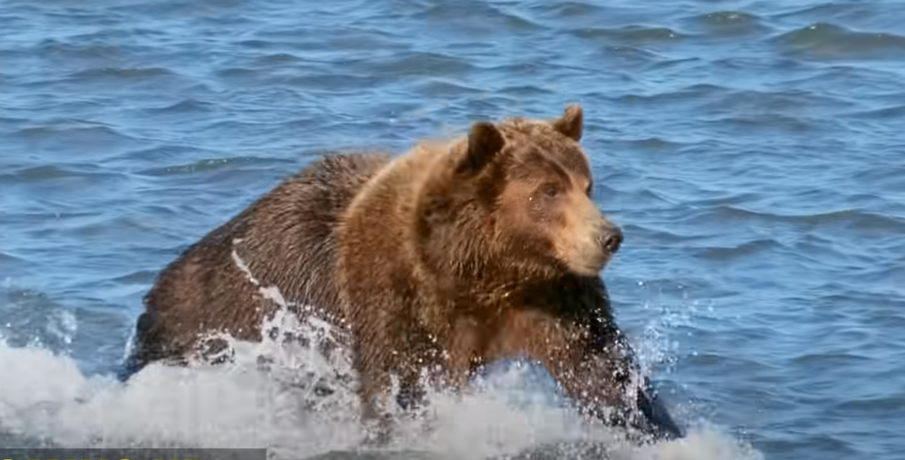 דוב גריזלי, אילוסטרציה | מסך מיוטיוב