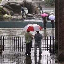 בריכת אריות הים בגן החיות בסנטר פארק בניו יורק. | Charles Krupa, AP